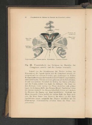 Fig. 63. Frontalschnitt des Gehirnes im Bereiche der Commissura anterior und der Lamina terminalis.