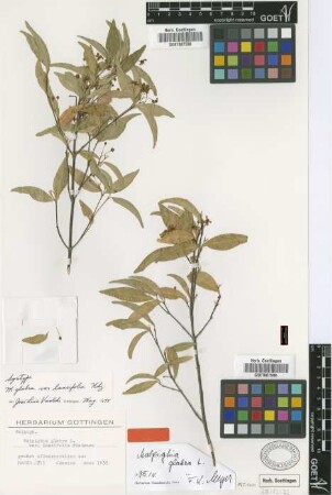 Malpighia glabra L. var. Nied. lancifolia[syntype]