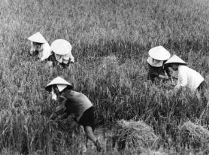 Vietnam. Frauen mit Reisstrohhüten bei der Reisernte