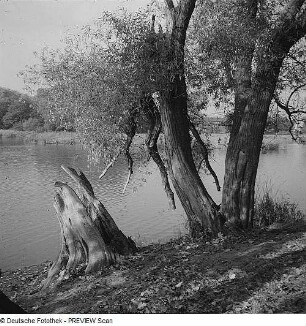Weide am Ufer eines Sees?