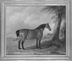 Braunes Pferd in Weidelandschaft