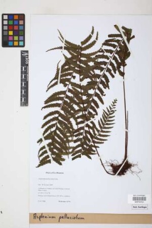 Asplenium pellucidum