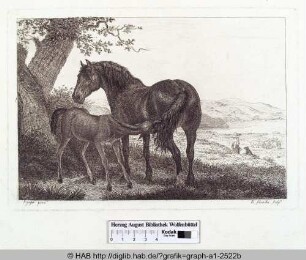 Pferd mit Fohlen.
