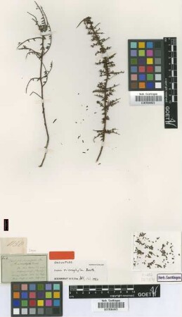 Daviesia microphylla Benth. [Isosyntype]