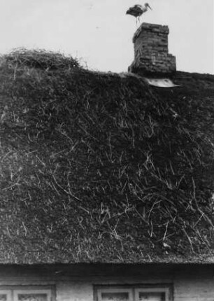 Storch auf einem Reetdachhaus, Stapelholm, Schlei- und Eidermündung