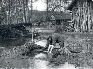 Hochwasser in Burg : Landschaft - Spreewald. Ort: Bórkowy / Burg-Spreewald. Hochwasser. Bergen der Kartoffeln