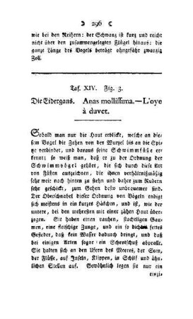 ¬Die¬ Eiderganz : Anas molliffima - L'oye à duvet ; Taf. XIV, Fig. 3