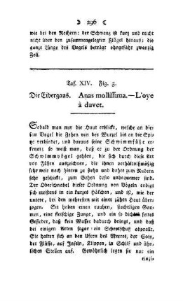 ¬Die¬ Eiderganz : Anas molliffima - L'oye à duvet ; Taf. XIV, Fig. 3