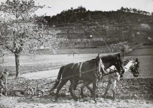 Dresdner Land, pflügender Bauer
