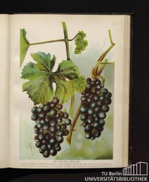 Vitis vinifera Linné. Wein, Rebe.