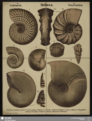 Tafel 23: Mollusca : Cephalopoda : Tetrabranchiata