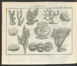 Tafel: Les plantes Marines.