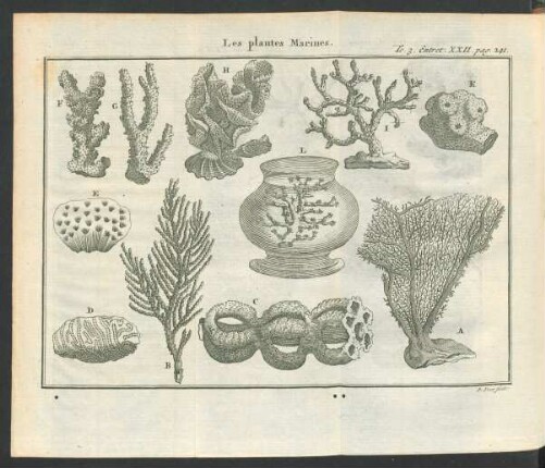 Tafel: Les plantes Marines.
