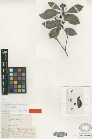 Psychotria actinophora Urb. [isotype]