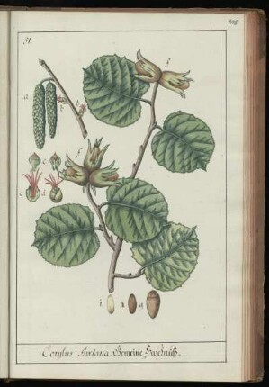 51. Corylus Avelana. Gemeine Haselnuß