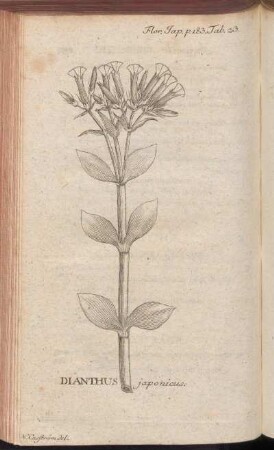Dianthus japonicus