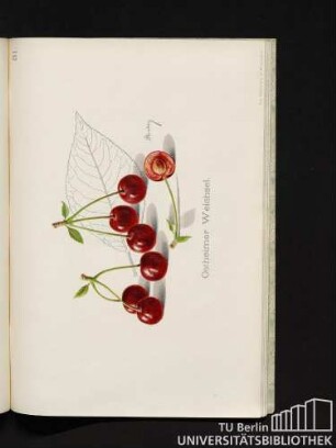 31. Ostheimer Weichsel.