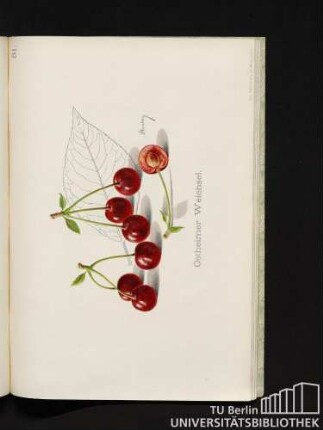 31. Ostheimer Weichsel.