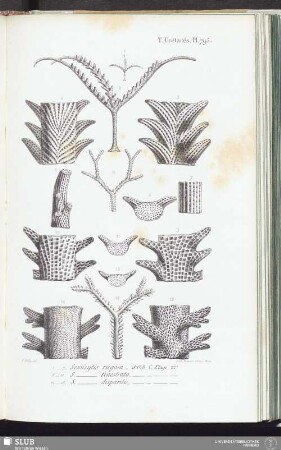 T. Crétacés, Pl. 795