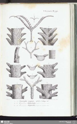 T. Crétacés, Pl. 795