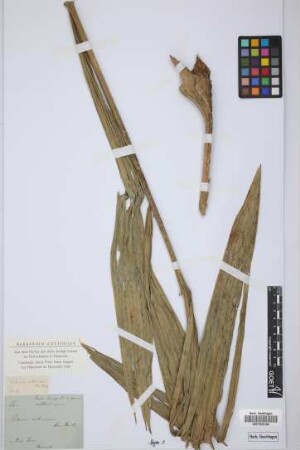 Calamus subinermis H.Wendl. ex Becc.[type]
