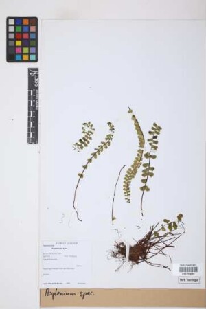 Asplenium spec.