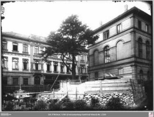 Gehobene Eibe an der Senckenbergischen Bibliothek (angeschnitten)