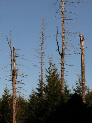 abgestorbene Nadelbäume im Nationalpark Hochharz am Brocken