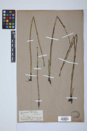 Equisetum trachyodon (A. Br.) Koch