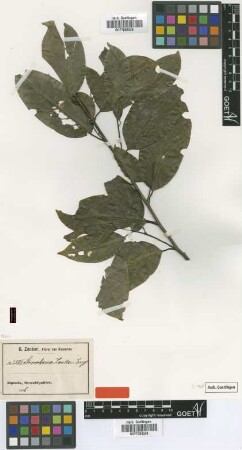 Strombosia zenkeri Engl. [isotype]