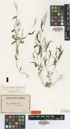 Panicum lepidum Hochst.