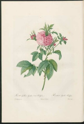 Rosa Gallica Agatha. (var. Prolifera.) Rosier Agathe Prolifère. Victor sculp.