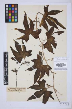 Passiflora