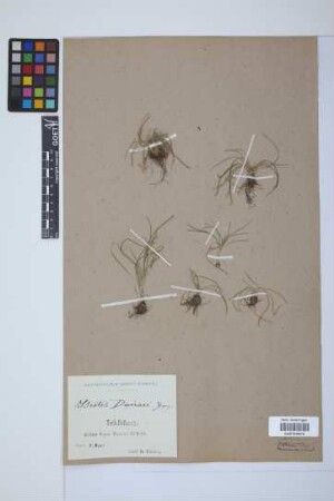 Isoetes duriaei Bory