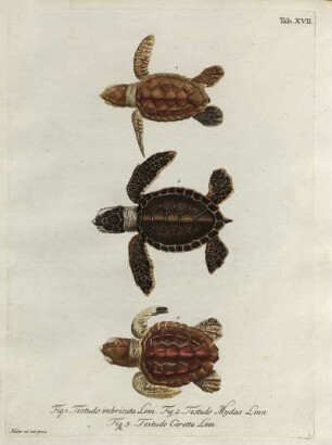 Tab. XVII. Fig. 1. Testudo imbricata Linn. Fig. 2 Testudo Mydas Linn. Fig. 3. Testudo Caretta Linn.