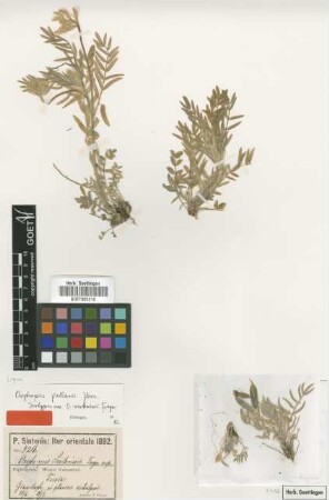 Oxytropis sintenisii Freyn [type]