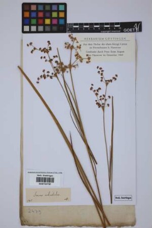Juncus articulatus L.