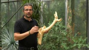 From natural to technical branchings: functional analysis as basis for biomimetic transfer