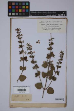 Melissa nepeta L.