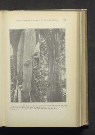 Fig. 52. A-B