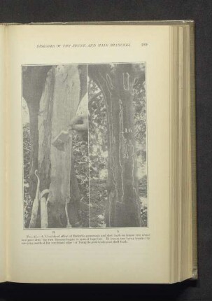 Fig. 52. A-B