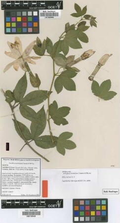 Passiflora tarminiana Coppens & V.E.Barney [isotype]