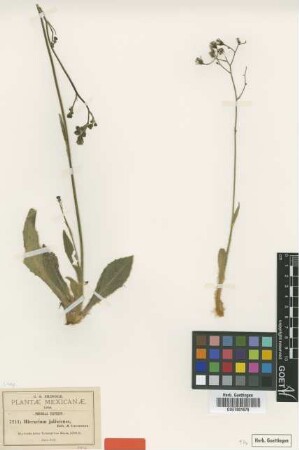 Hieracium jaliscense B.L.Rob. & Greenm. [syntype]
