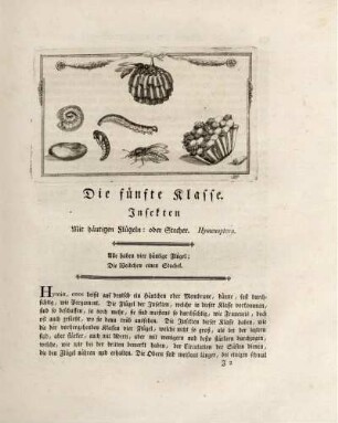 Die fünfte Klasse. Insekten mit häutigen Flügeln: oder Stecher. Hymenoptera.