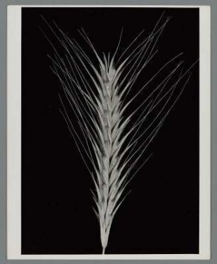 Weizen, Ähre (Triticum)