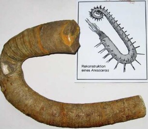 "Ammonit" Anisoceras-Wohnkammer