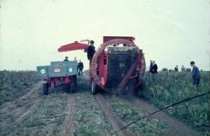 Fotografie: Kartoffel, Erntetechnik, Kartoffelsammelroder, Be- und Entladen