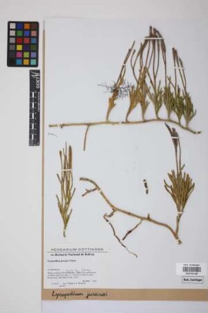Lycopodium jussiaei Desv. ex Poir.
