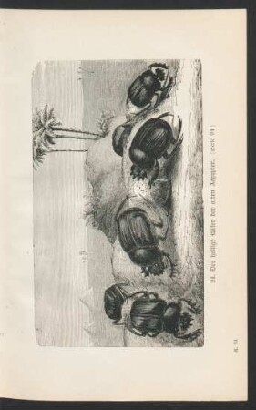 Tafel 24: Der heilige Käfer der alten Aegypter. (Seite 94.)