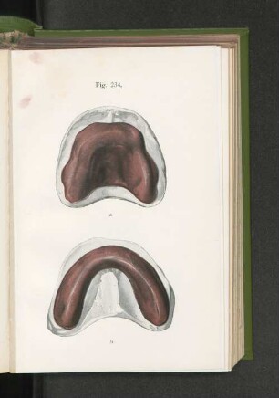 Fig. 234.